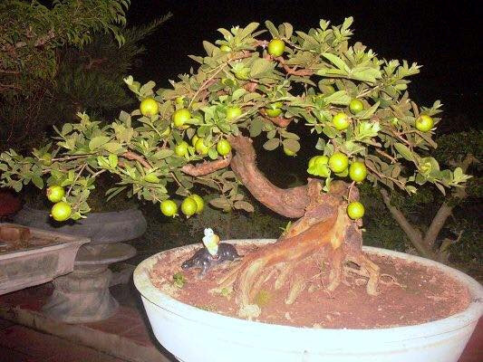 Ngắm ổi bonsai dáng thế siêu đẹp chơi Tết 2018